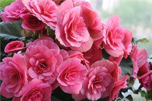 Rieger Begonia has a beautiful breed in the way of water insertion.