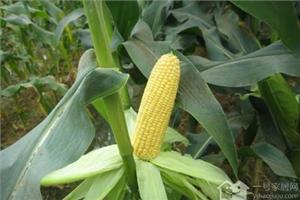 Introduction to the planting technology of sweet corn how to plant sweet corn