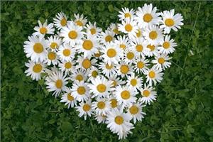 What is the flower language of daisies? how to make daisies more beautiful?