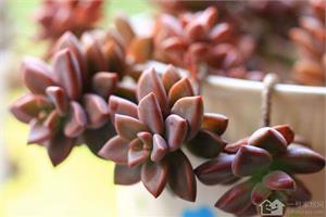 How to maintain this succulent plant