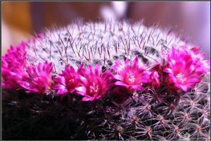 The implication of how to make the cactus blossom