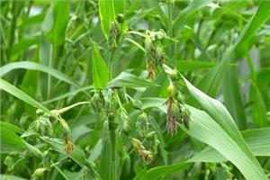 Techniques for site selection of cultivated Coix seed Rice Wet growing method of Coix seed Rice