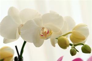 How does raising Phalaenopsis affect the price of Phalaenopsis?