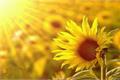 A detailed introduction to the language and characteristics of sunflower