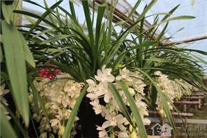 When is the florescence of Cymbidium? how to cultivate Cymbidium