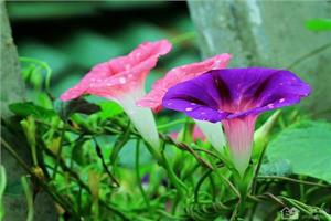 The growth habit of morning glory what is the flower language of morning glory?