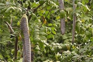 Seed treatment method of Gleditsia sinensis introduction to the planting method of Zaojiao seed