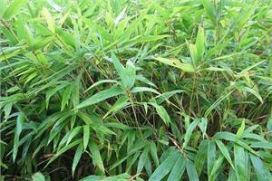 Don't you have the beautiful bamboo that is easy to feed?