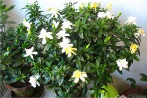 Is it okay to grow gardenia indoors? when is the florescence of gardenia?