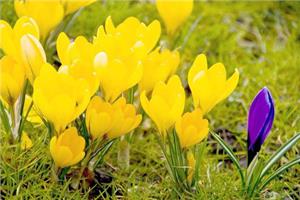 Crocus Introduction Crocus legend and flower language