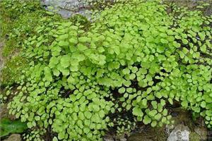 There are many foliage plants to know several classic foliage plants.