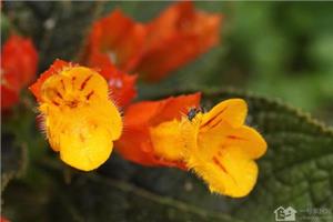 Introduction of saffron cultivation techniques of Carthamus tinctorius