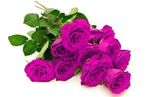 What is the language of purple roses? the culture method of purple roses