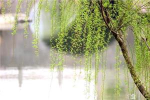 Treat and repair injured weeping willows to purify the city's air and beautify the city's environment