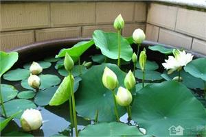 How to cultivate bowl lotus and teach you how to grow bowl lotus