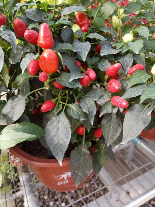 Planting method of potted colorful pepper