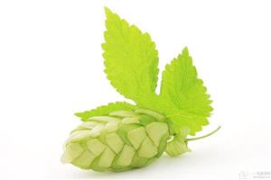 What are the functions of hops? what are the effects of hops?