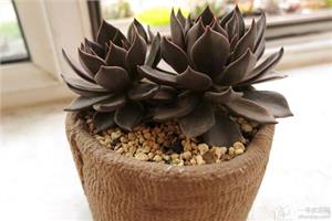 What is the Black Prince and how to plant it well?