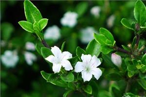 The cultivation method of June snow maintenance and management of June snow bonsai