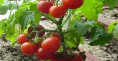 Planting techniques of potted Little Tomato