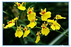 There are several key points for the cultivation of Oncidium flower color.