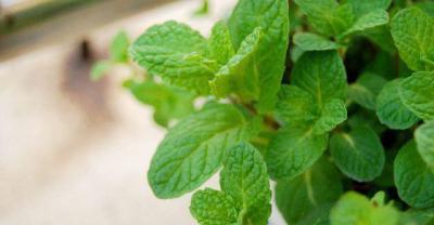 Campus vegetable Garden: the planting method of lentils