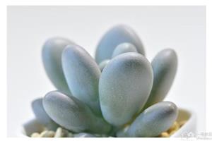 The star beauty with super ornamental value how to cultivate and teach you to raise succulent plants.