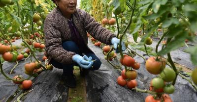 There are children, pregnant women and old people at home. Pay attention! Teach you how to remove pesticide residues in fruits and vegetables