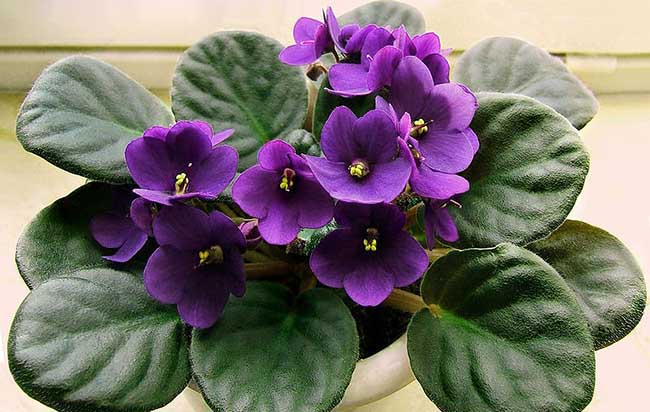 Methods of culture and reproduction of African violets