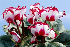 How to raise cyclamen to teach you 6 tricks of raising cyclamen?