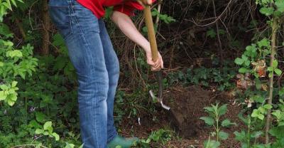 You have planted several kinds of fruit trees that are most suitable for growing in the courtyard.