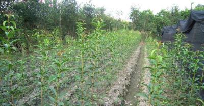 When fruit trees are planted in rural areas, how long will it take to get an income?