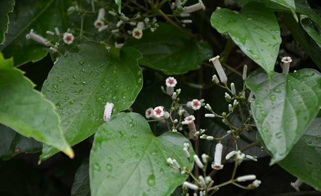 Culture methods and matters needing attention of Tripterygium wilfordii