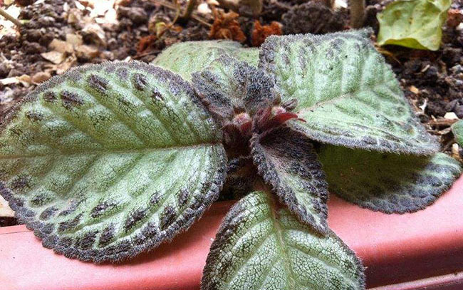 Cultivation and propagation of shade-loving flowers