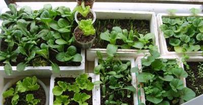 16 balcony vegetable planting cases are good-looking and delicious