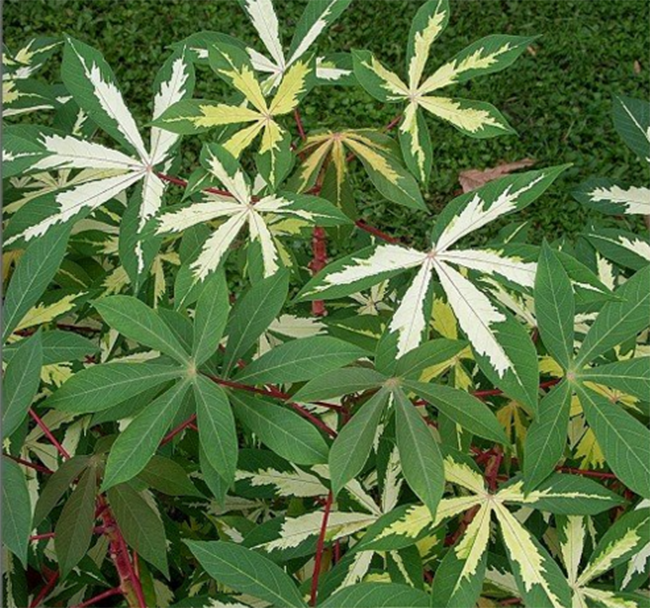 Cassava mosaic cultivation methods and precautions