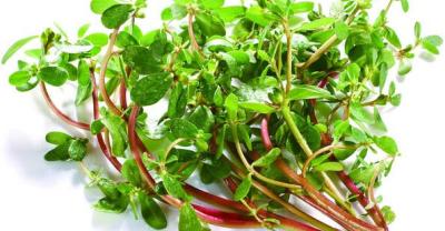 Vegetables Salad, the fruit of healthy nutrition calories.