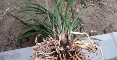 Growing flowers at home: Tiger skin orchid pot mixed with sand, every minute to burst the pot!