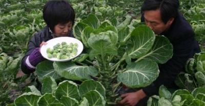 Planting method of Tripterygium wilfordii in Guizhou area