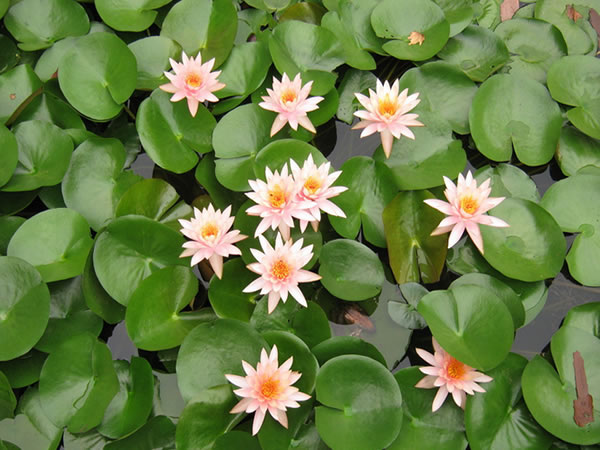 Culture methods and pest control of red water lilies