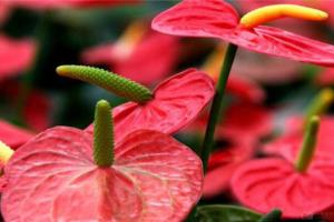 When to change the basin of Anthurium andraeanum to make it grow better