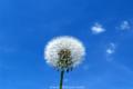 What are the efficacy, functions and edible methods of dandelion?