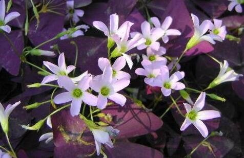 Symptoms and treatment of tobacco thrips disease in Oxalis purpurea