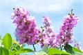 How to raise crape myrtle flower matters needing attention in culturing crape myrtle