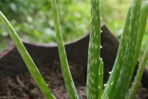 The frequency of the watering method of aloe in the four seasons should be grasped.