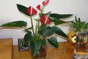 How to insert Anthurium andraeanum need to breed Anthurium andraeanum can have a good look