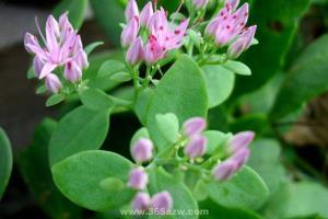 Prevention and treatment of soot disease of Sedum Babao