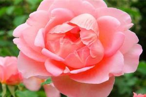 What are the varieties of rose flowers?