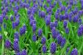 Grape hyacinth culture method