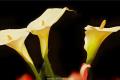 What is the flower language of calla lilies? what do calla lilies represent?